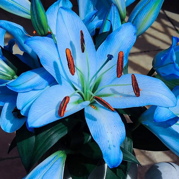 Rare Color Lily Bulbs