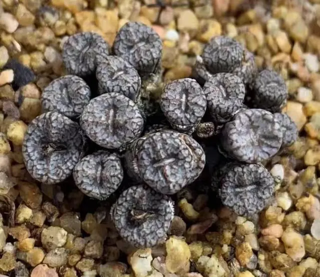 plant Aeonium Echeveria Haworthia  Caudex  Lithops Cactus  Agave 