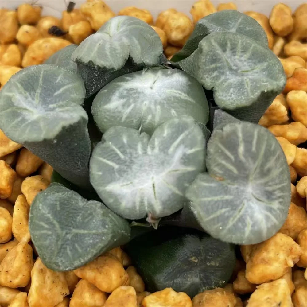 cy9.Haworthia maughanii ginryuutei 5cm/ Haworthia/ Succulent plants / Garden landscape / Carefully select healthy plants