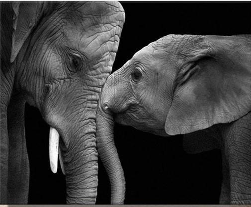 

Black and White Elephants – Paint By Numbers - 40*50CM, 501 Original