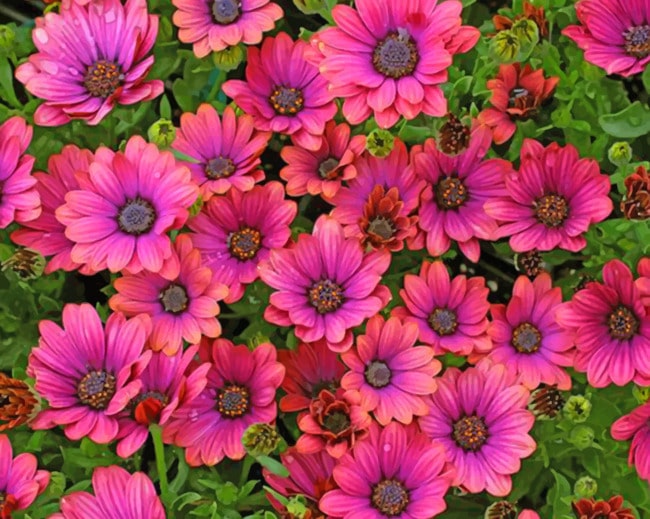 

Pink Flowers – Paint By Numbers - 40*50CM, 501 Original