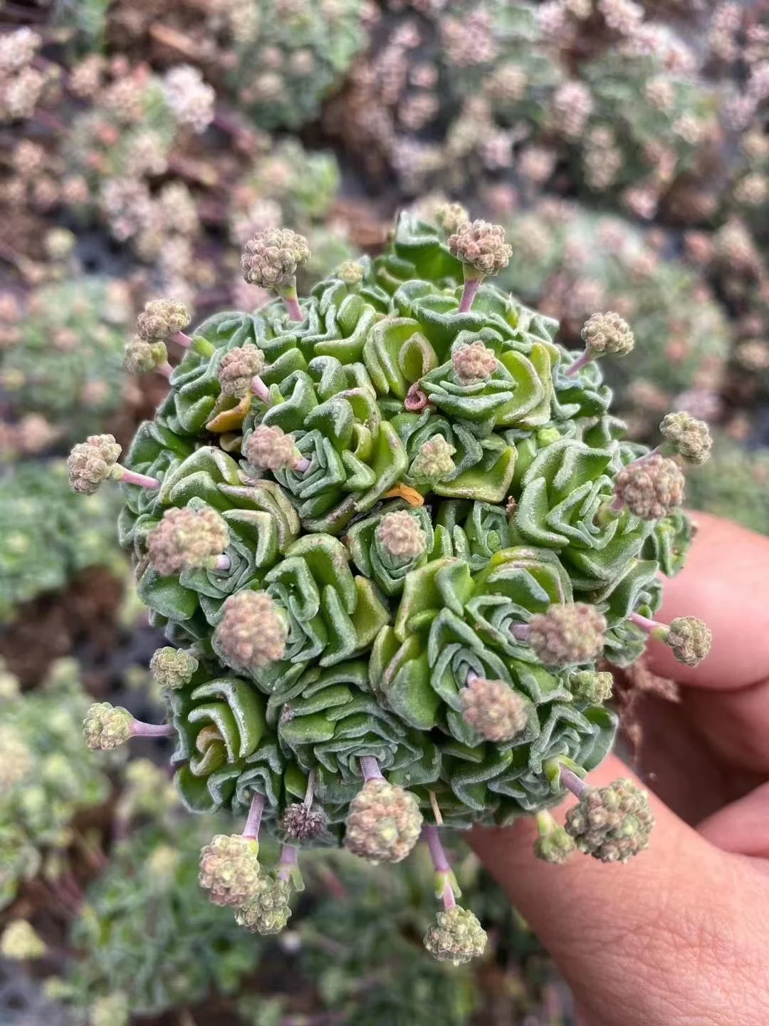 plant Aeonium Echeveria Haworthia  Caudex  Lithops Cactus  Agave 