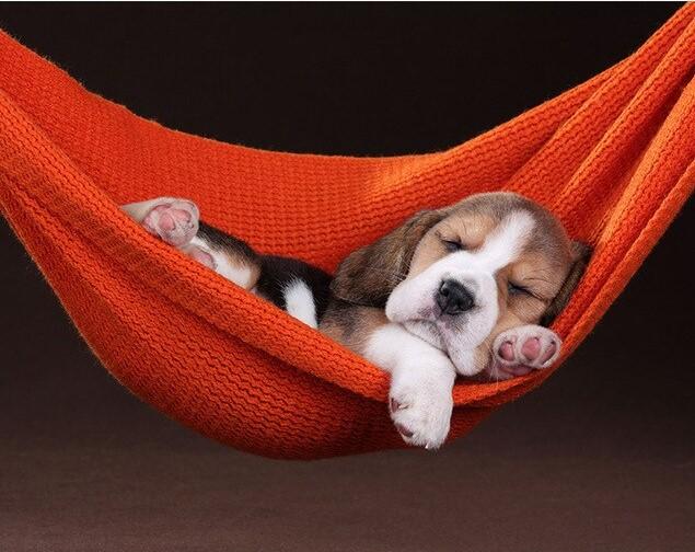 

Dog Sleeping in Hammock – Paint By Numbers - 40*50CM, 501 Original