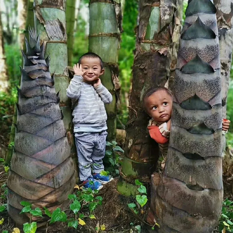 🌿Rare Giant Dragon Bamboo Seeds