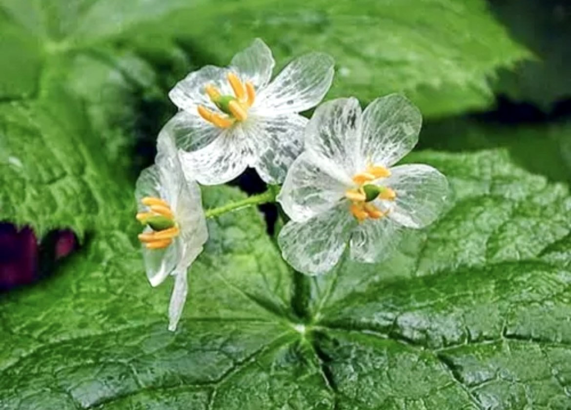 Crystal Flower Seeds
