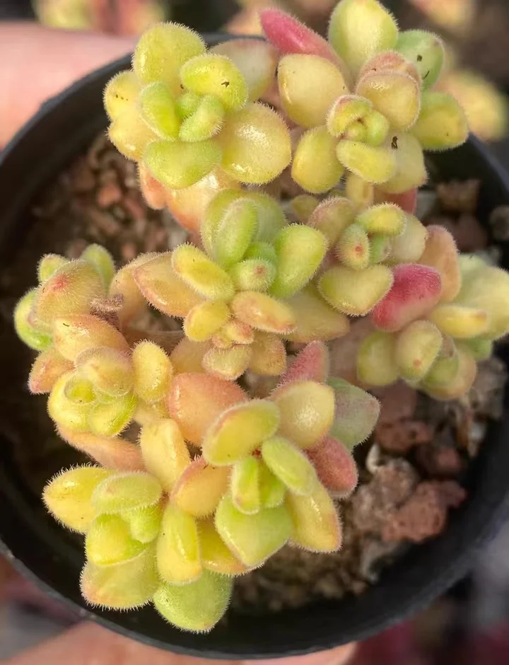 396.  Spathulatum variation cluster 4-5cm /Echeveria /  Succulent plants / Garden landscape / Carefully select healthy plants