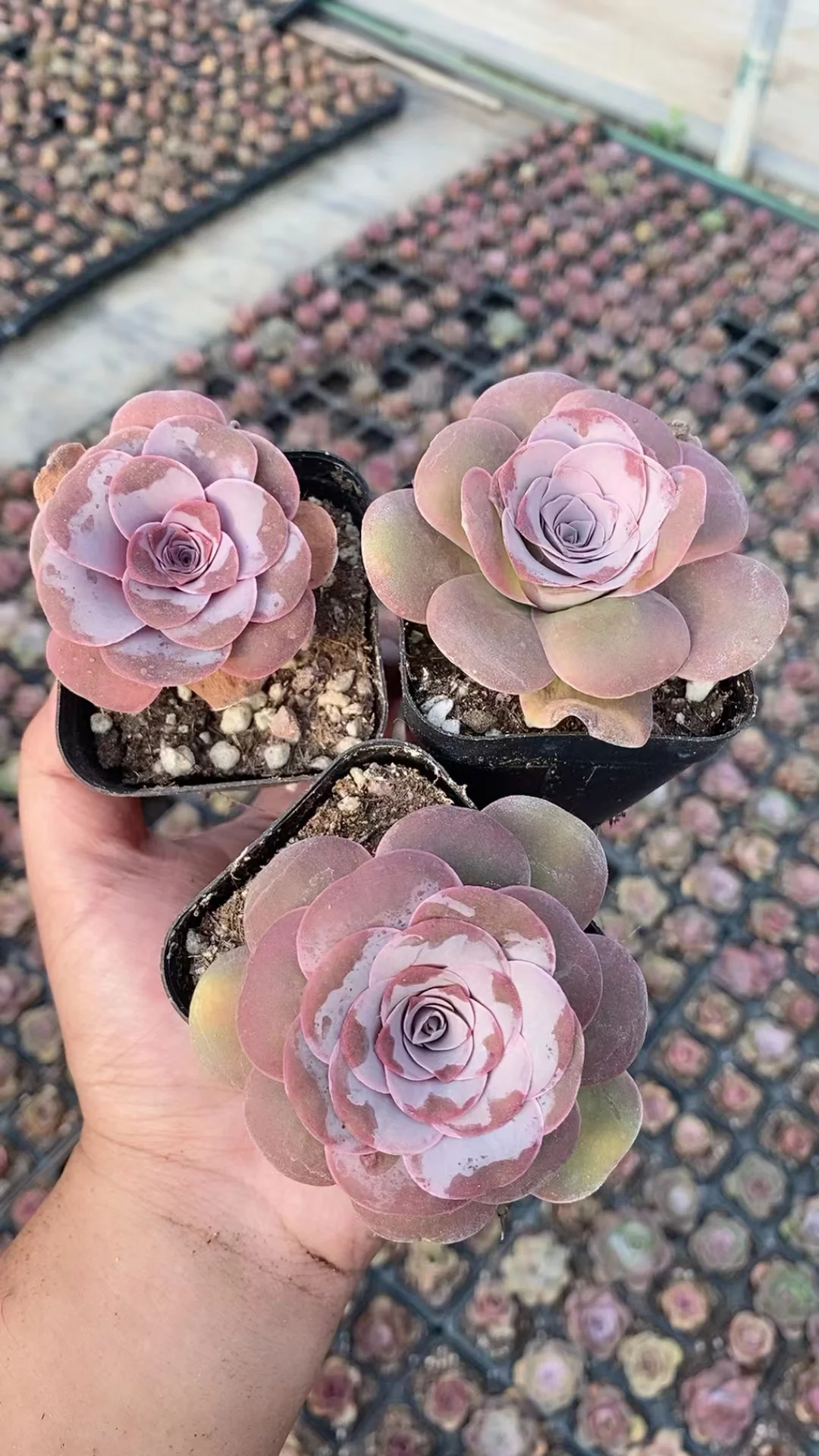 plant Aeonium Echeveria Haworthia  Caudex  Lithops Cactus  Agave 