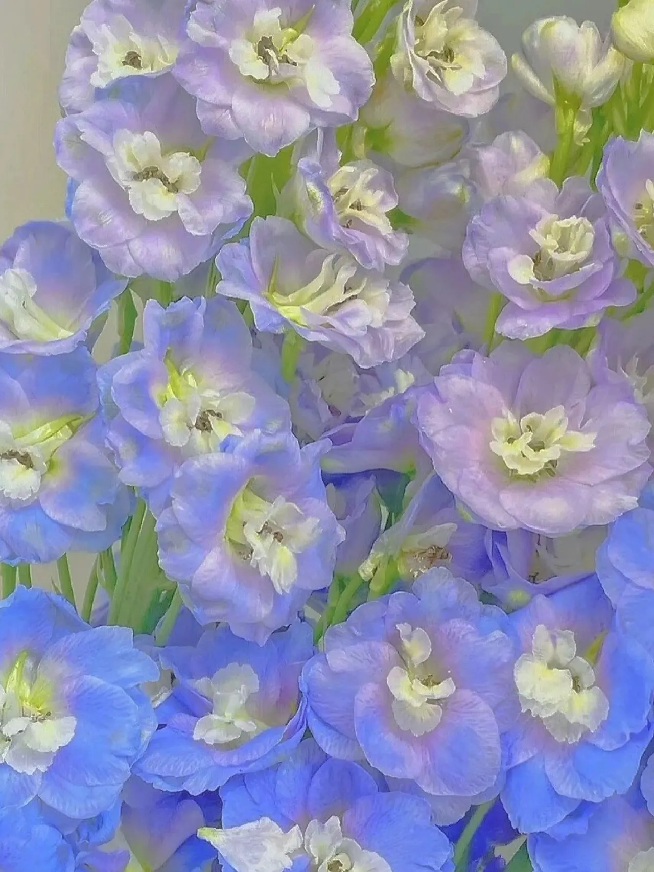 Delphinium Seeds-Mixed 7 Colors