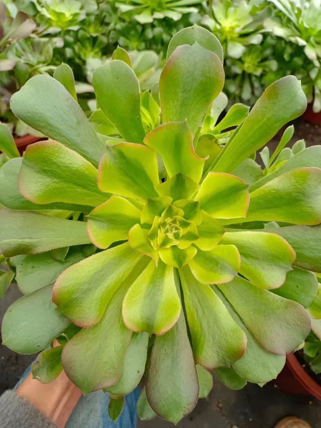 plant Aeonium Echeveria Haworthia  Caudex  Lithops Cactus  Agave 