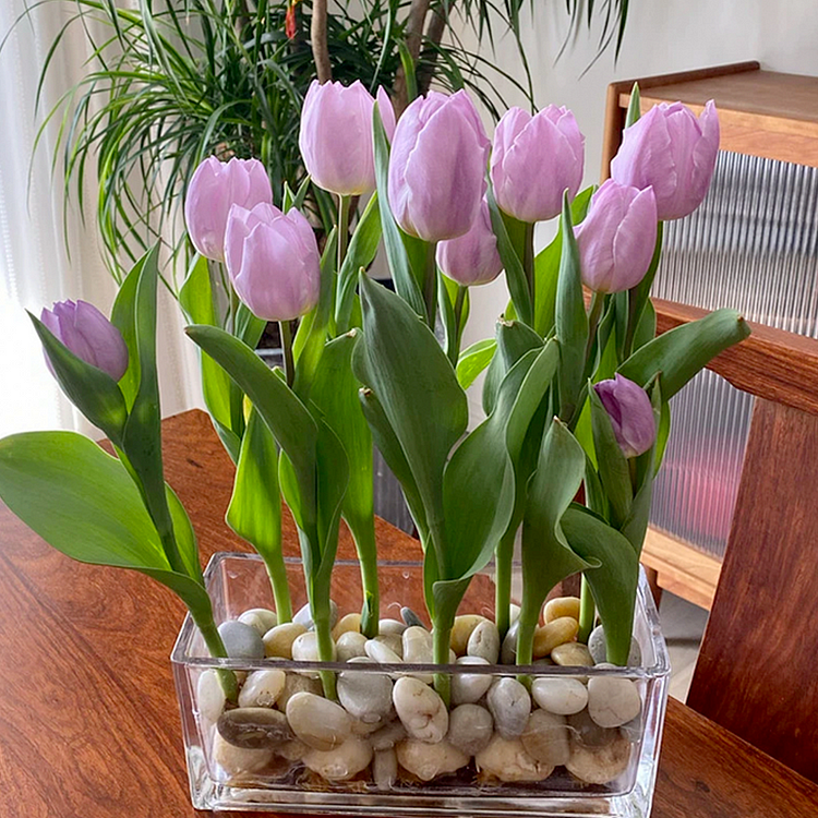 Tulip Bulbs - Royal Purple