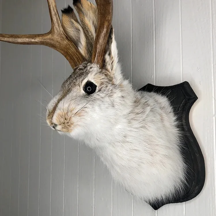 Jackalope! ! The latest Legend of Antlers