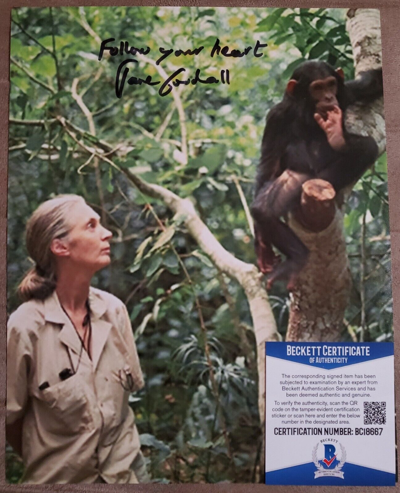 JANE GOODALL SIGNED AUTOGRAPHED 8X10 Photo Poster painting BAS BECKETT COA