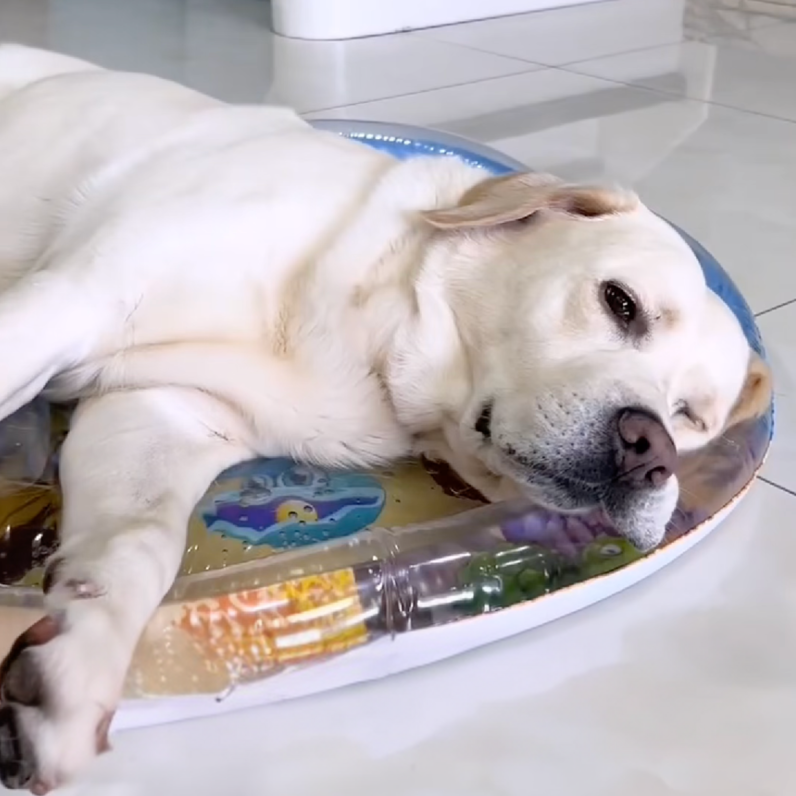 Easy to clean DogPlayBox Water Bed