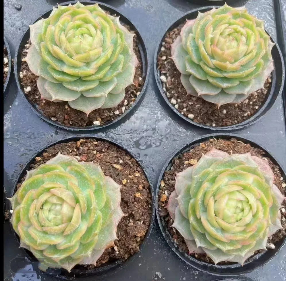 plant Aeonium Echeveria Haworthia  Caudex  Lithops Cactus  Agave 