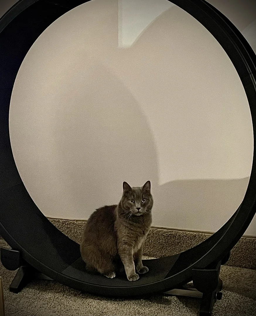 Cat Exercise Wheel