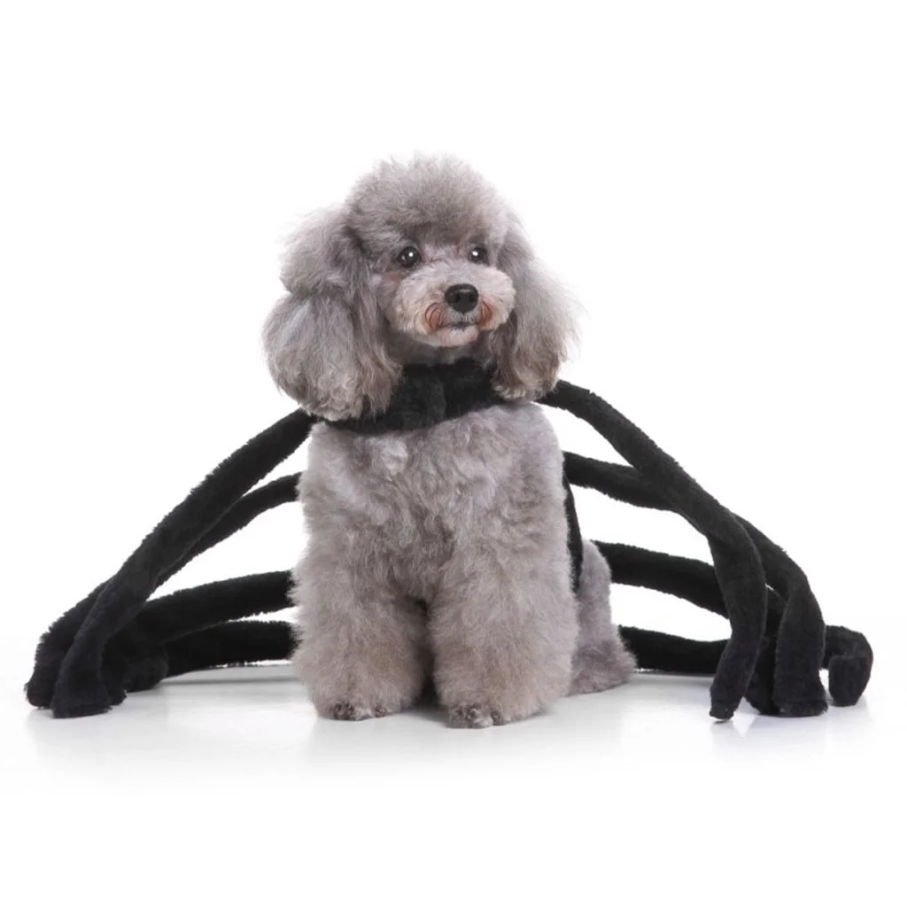 Cute Spider Costume For Dogs