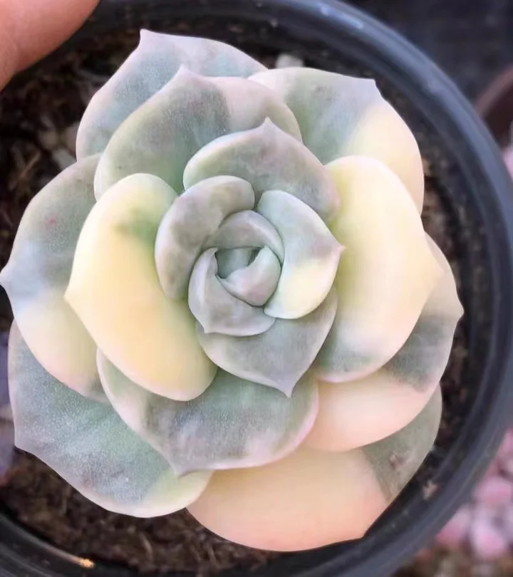 plant Aeonium Echeveria Haworthia  Caudex  Lithops Cactus  Agave 