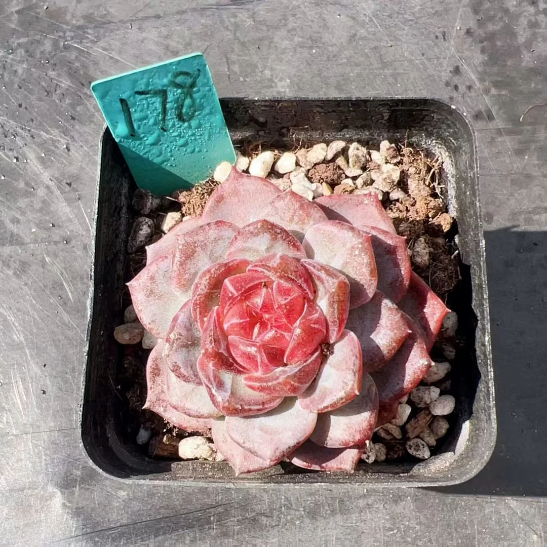 plant Aeonium Echeveria Haworthia  Caudex  Lithops Cactus  Agave 