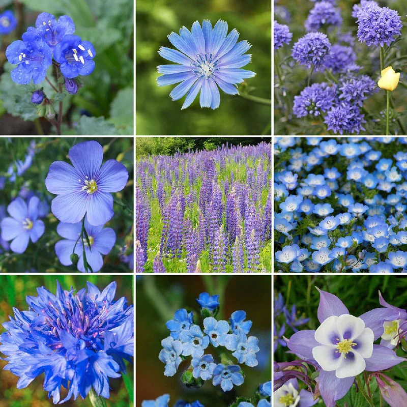 Exclusive Blue Wildflower Seed Mix JONY PARK