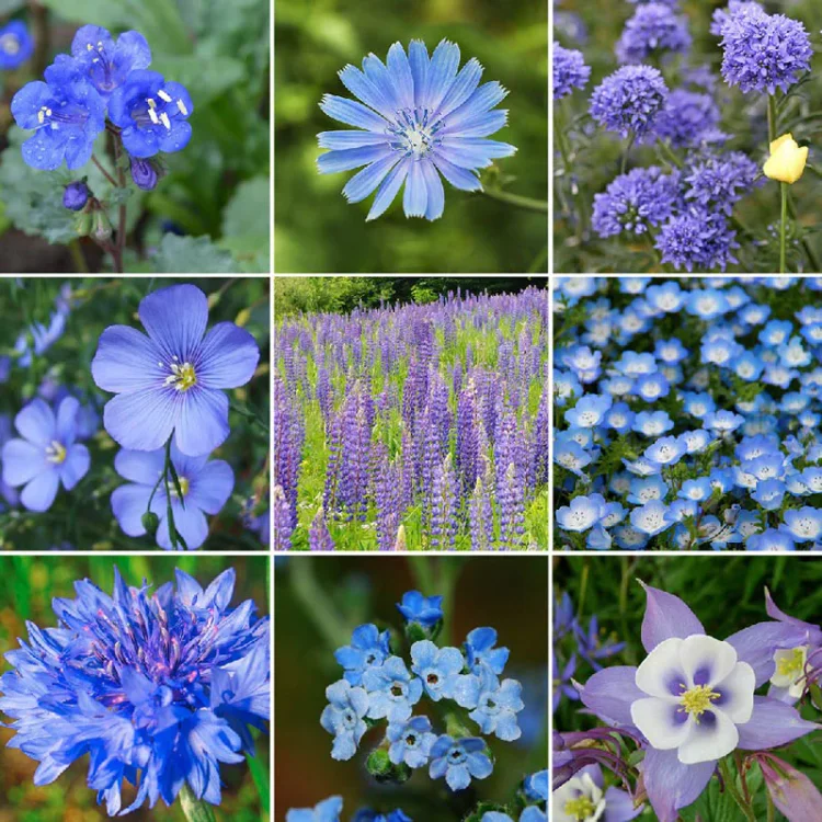 Exclusive Blue Wildflower Seed Mix