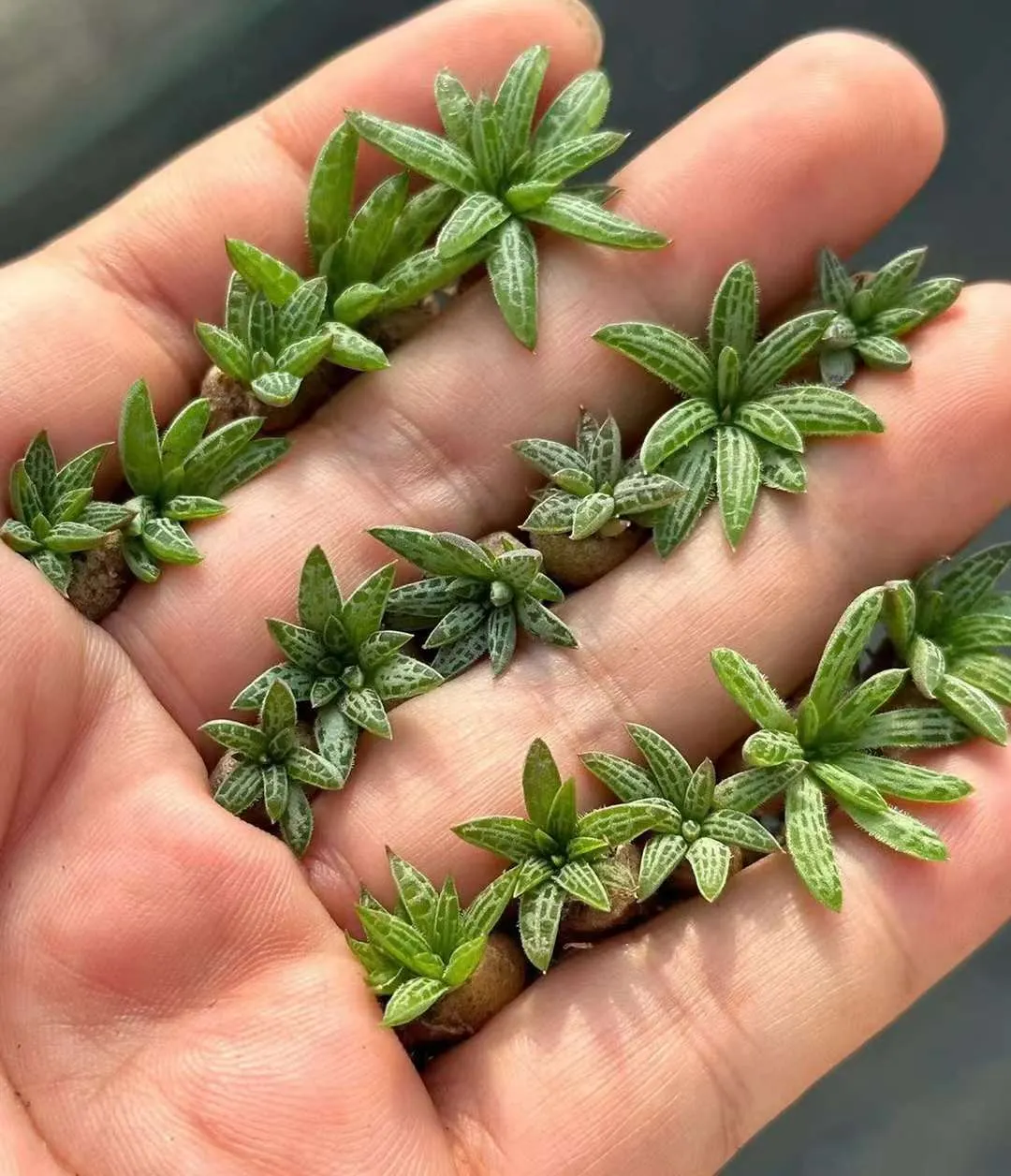 plant Aeonium Echeveria Haworthia  Caudex  Lithops Cactus  Agave 