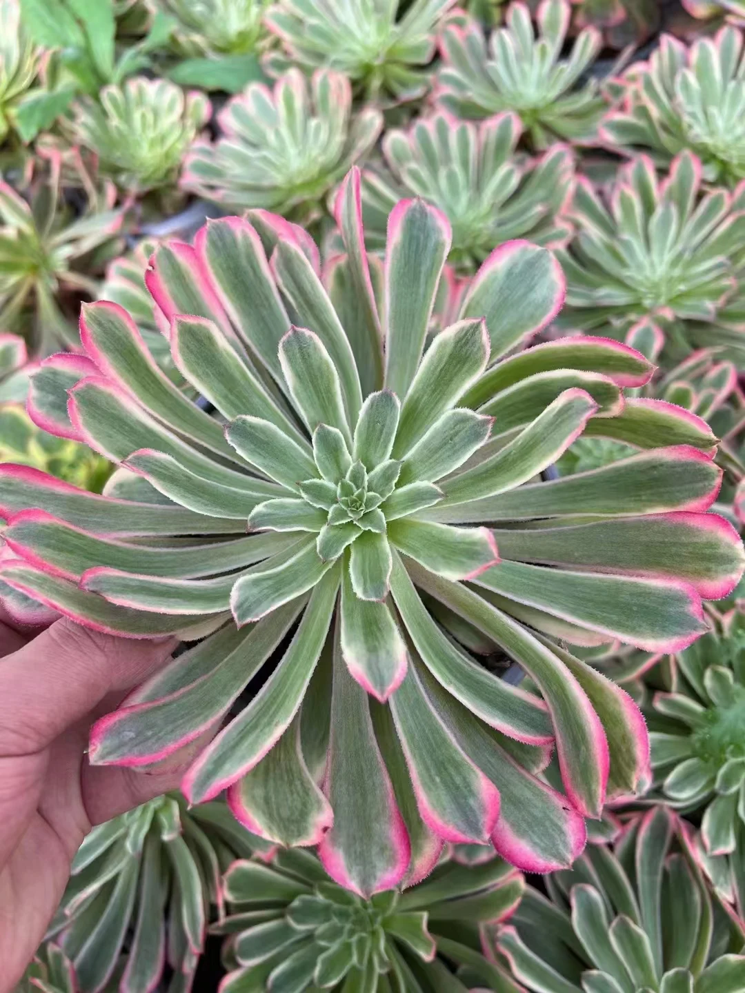 plant Aeonium Echeveria Haworthia  Caudex  Lithops Cactus  Agave 