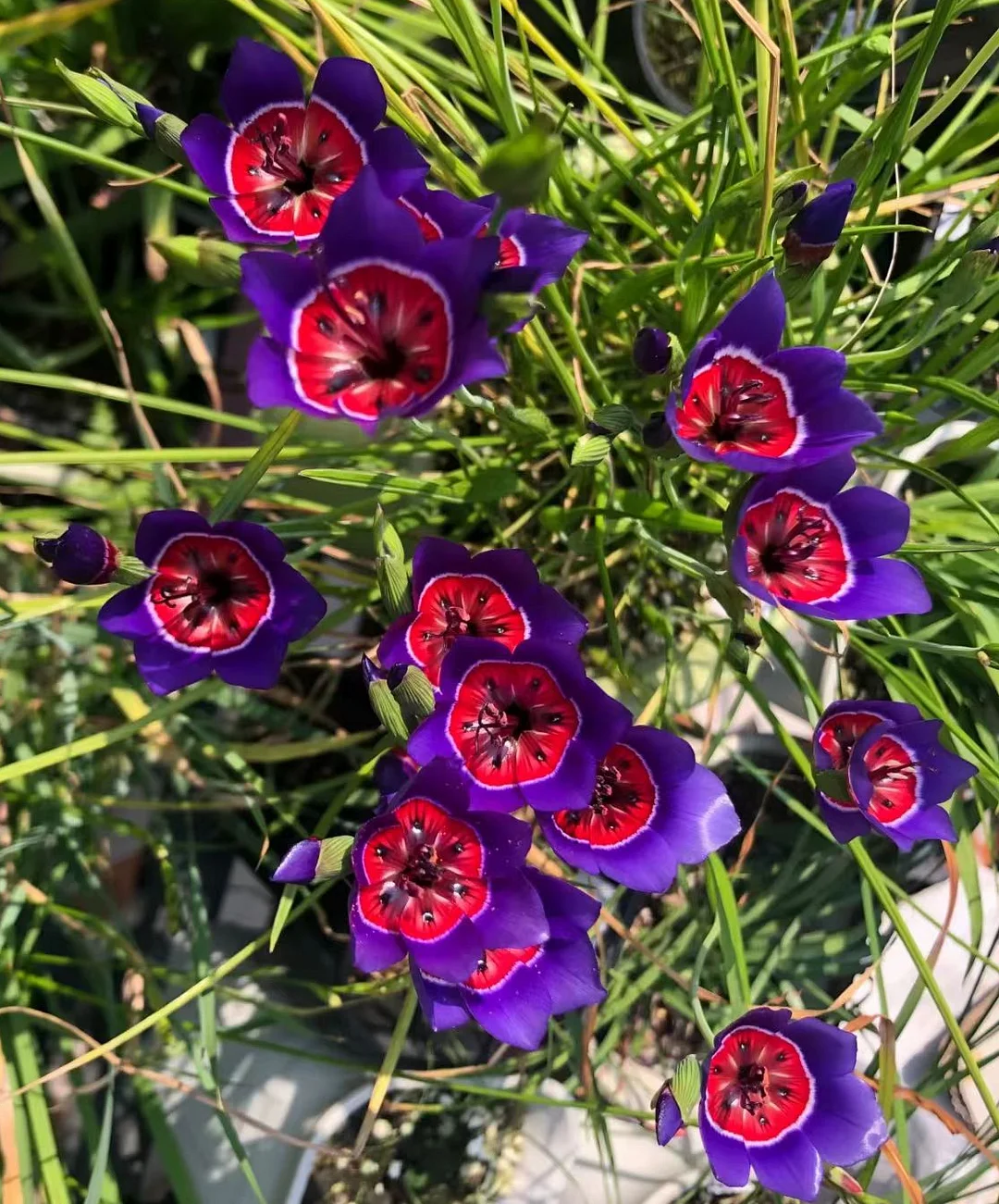 plant Aeonium Echeveria Haworthia  Caudex  Lithops Cactus  Agave 