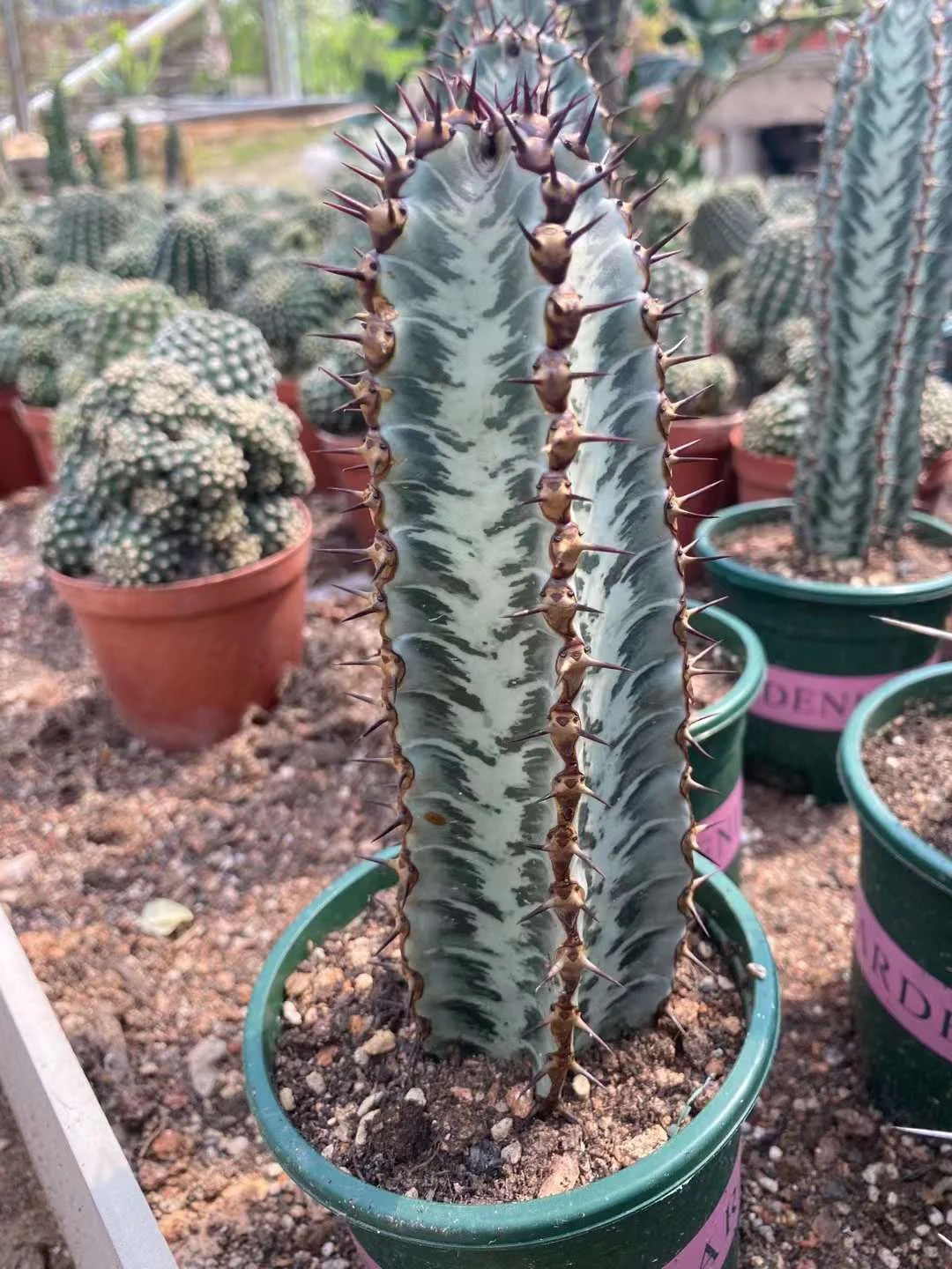 plant Aeonium Echeveria Haworthia  Caudex  Lithops Cactus  Agave 