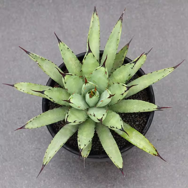 zwyw34.Agave macroacantha green 20cm/Agave plants / Succulent plants / Garden landscape / Carefully select healthy plants