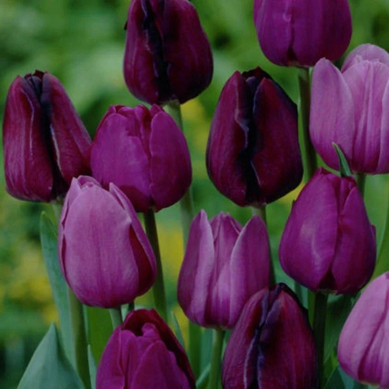 Purple Tulip Flower Bulbs
