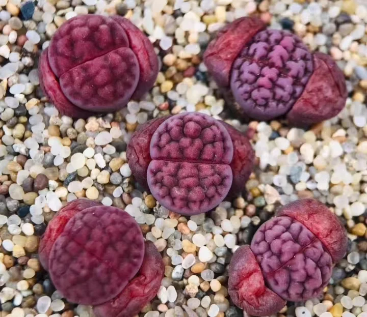 858. Axel’sRose single head 0.8-1cm / Lithops and Conophytum  /  Succulent plants / Garden landscape / Carefully select healthy plants