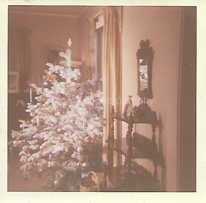 CHRISTMAS TREE White FOUND Photo Poster paintingGRAPH Original COLOR Snapshot VINTAGE 05 2 U
