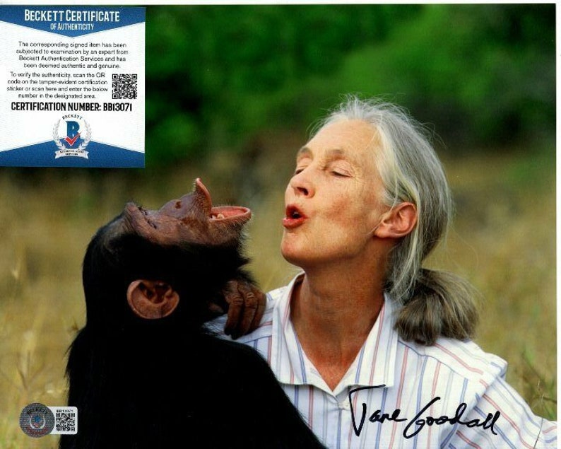 Jane goodall signed 8x10 Photo Poster painting beckett bas