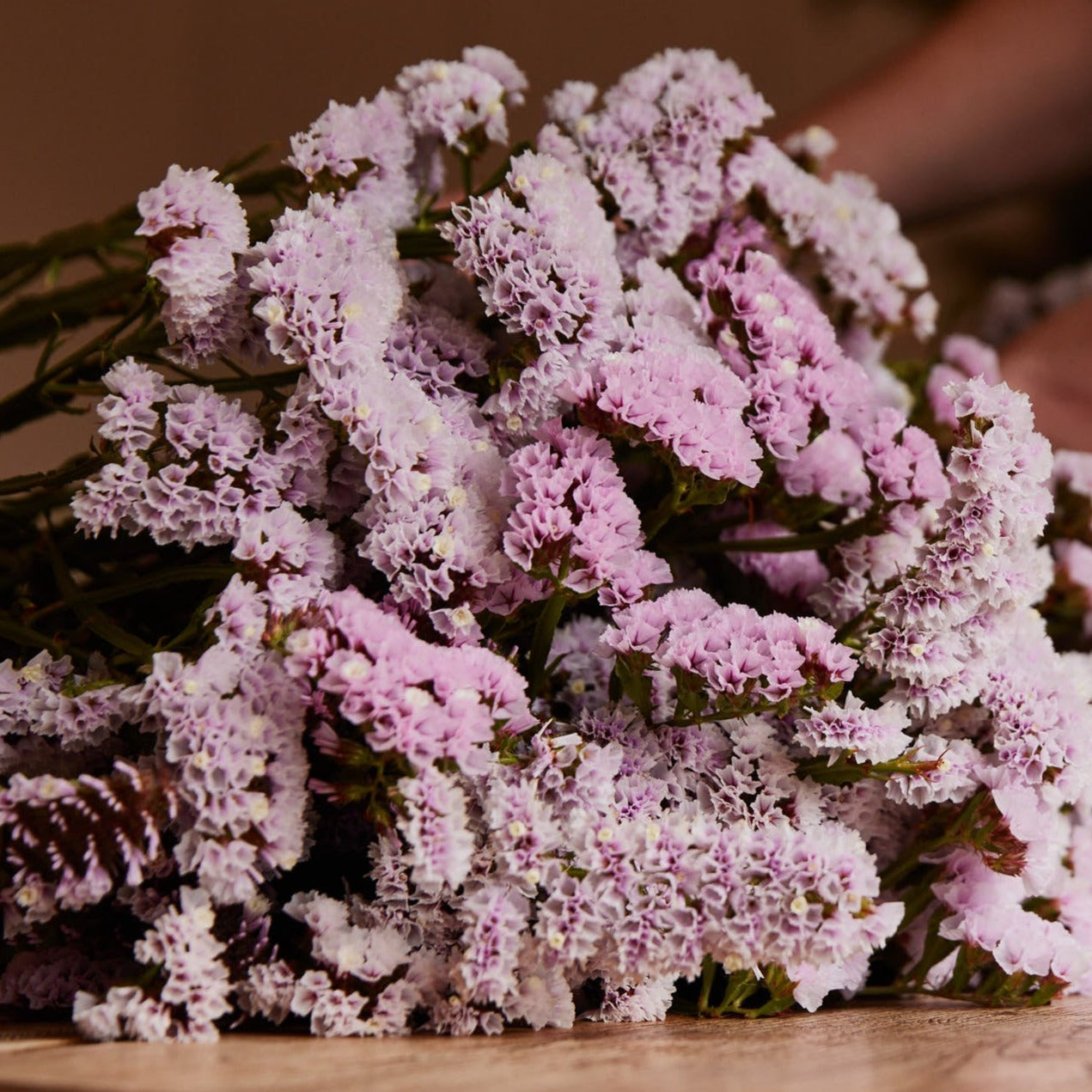 Statice Forever Happy Flower | X 50 Seeds