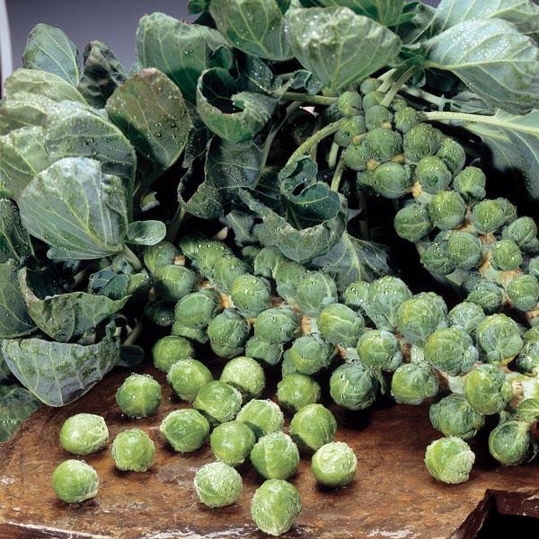 Brussels Sprouts Marte F1 Jonyparkseed®