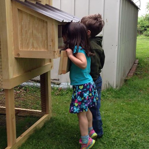 Carolina Coops -drop down egg hutches with removable dividers