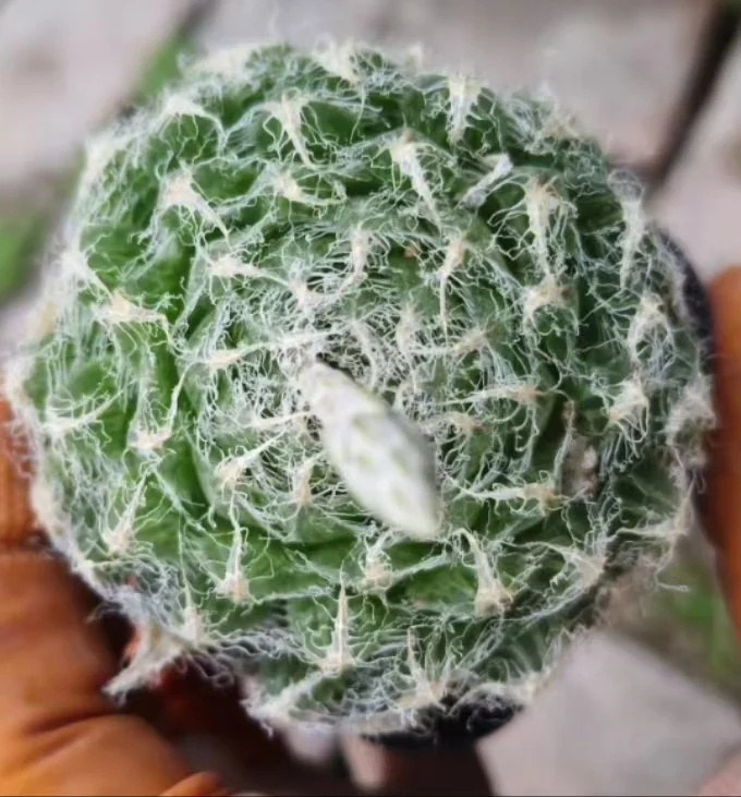 plant Aeonium Echeveria Haworthia  Caudex  Lithops Cactus  Agave 