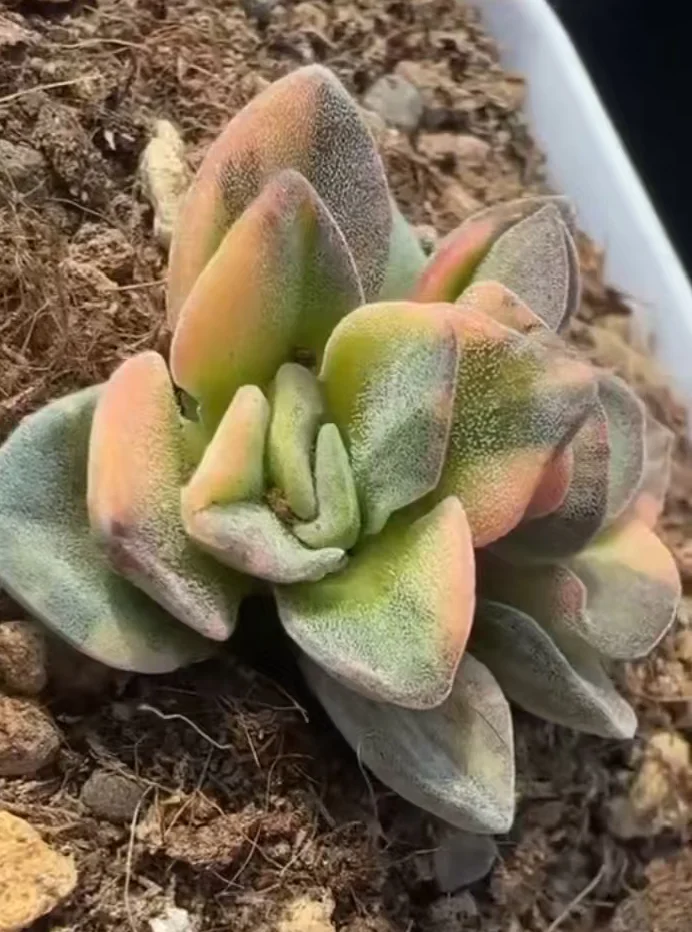 plant Aeonium Echeveria Haworthia  Caudex  Lithops Cactus  Agave 