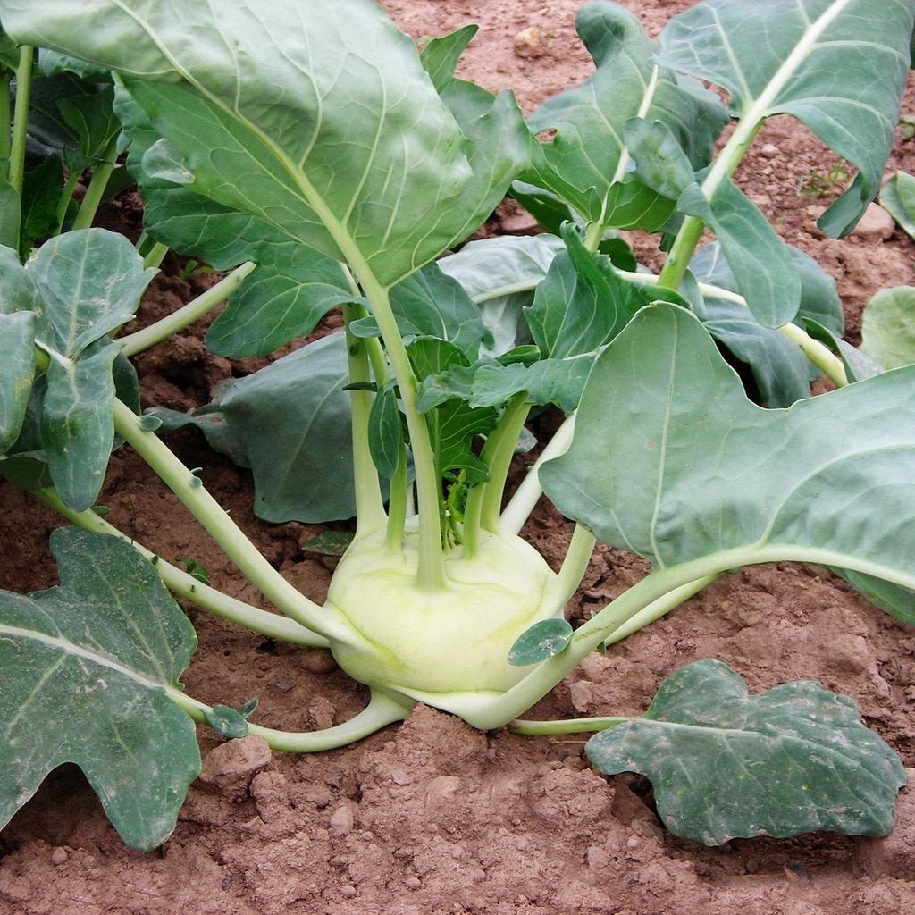 Kohlrabi Korist Jonyparkseed®