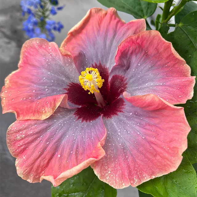  Mixed Giant Ombre Hibiscus Exotic Coral Flowers Seeds