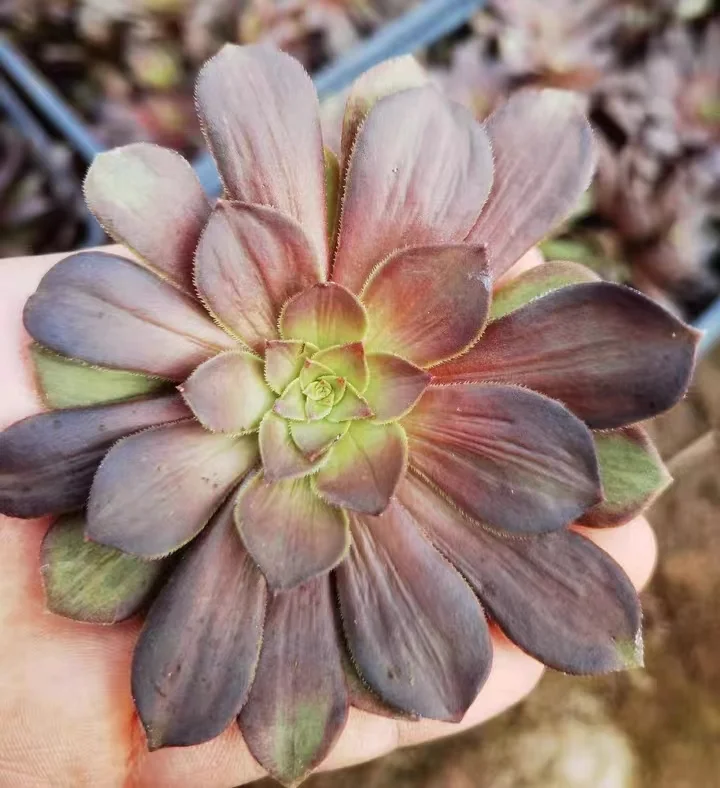 plant Aeonium Echeveria Haworthia  Caudex  Lithops Cactus  Agave 