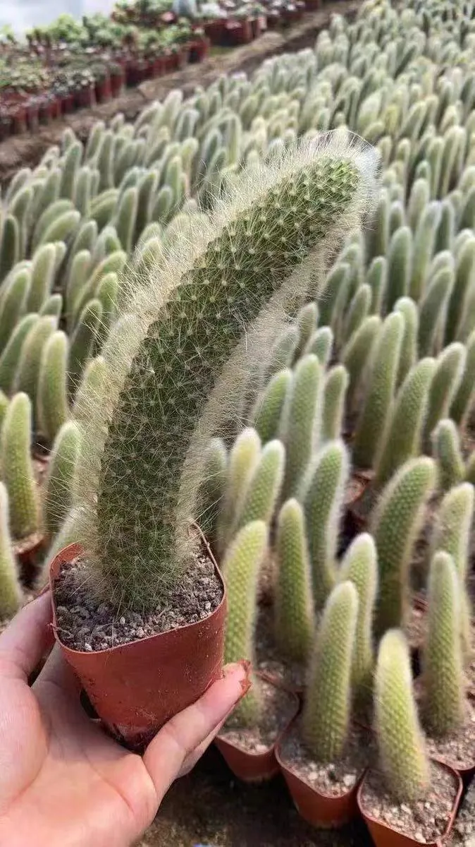 plant Aeonium Echeveria Haworthia  Caudex  Lithops Cactus  Agave 