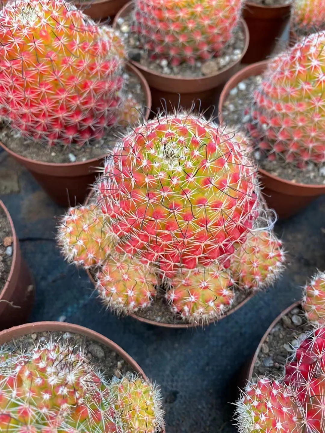 plant Aeonium Echeveria Haworthia  Caudex  Lithops Cactus  Agave 