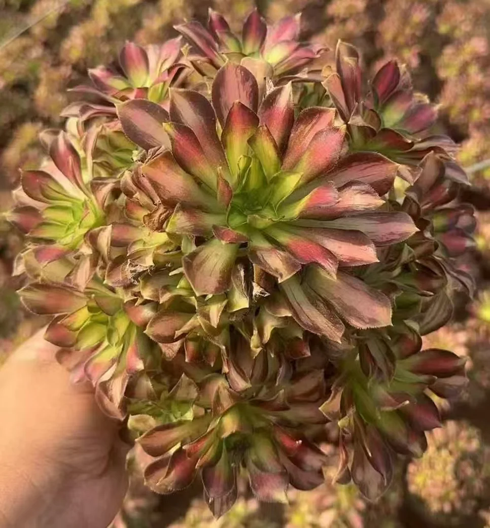 plant Aeonium Echeveria Haworthia  Caudex  Lithops Cactus  Agave 