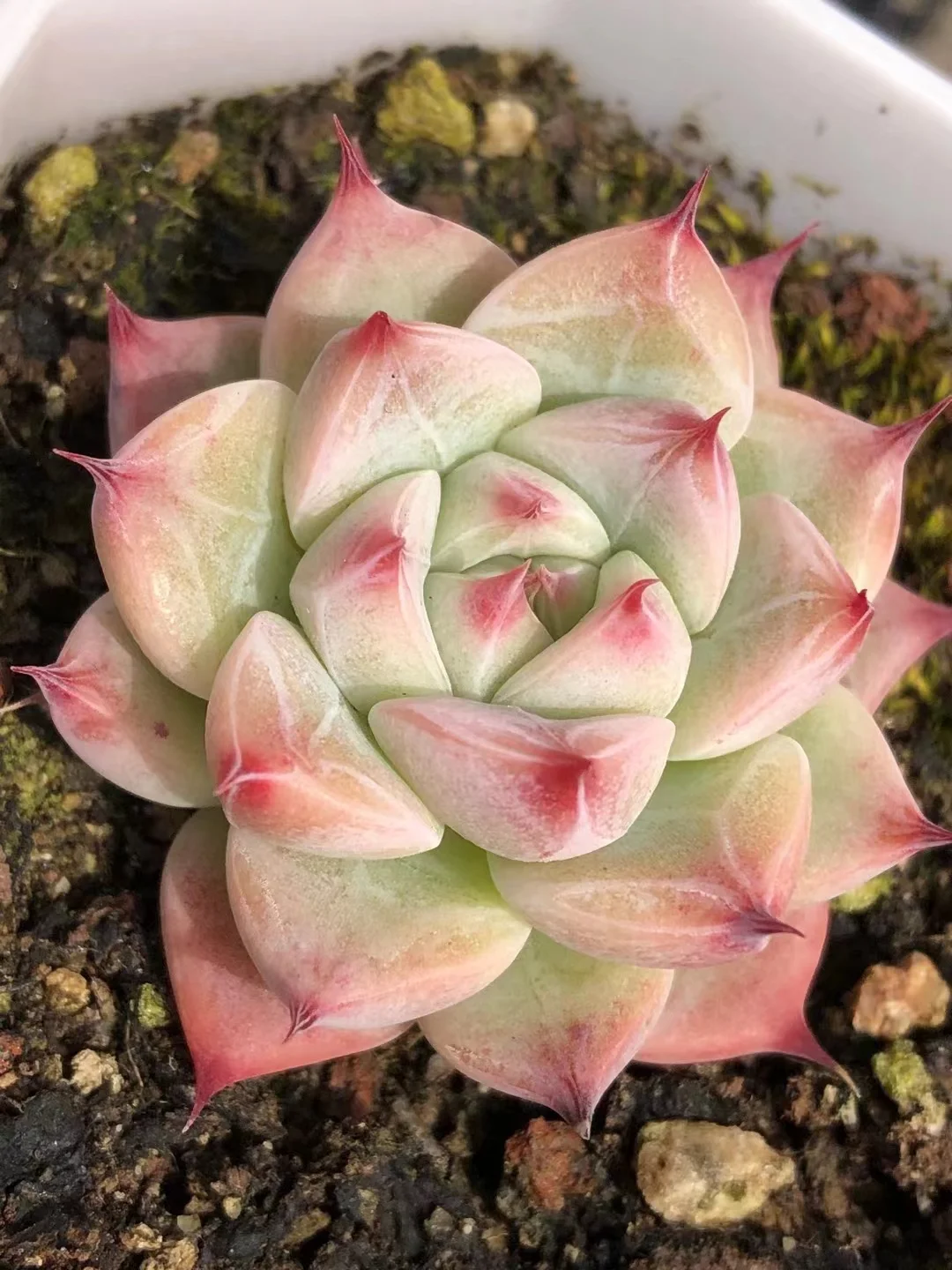 plant Aeonium Echeveria Haworthia  Caudex  Lithops Cactus  Agave 