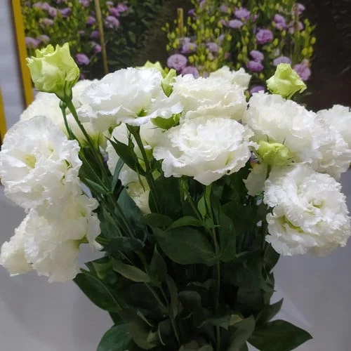 Premium Lisianthus Seeds – Grow Elegant, Long-Lasting Blooms in Your Garden