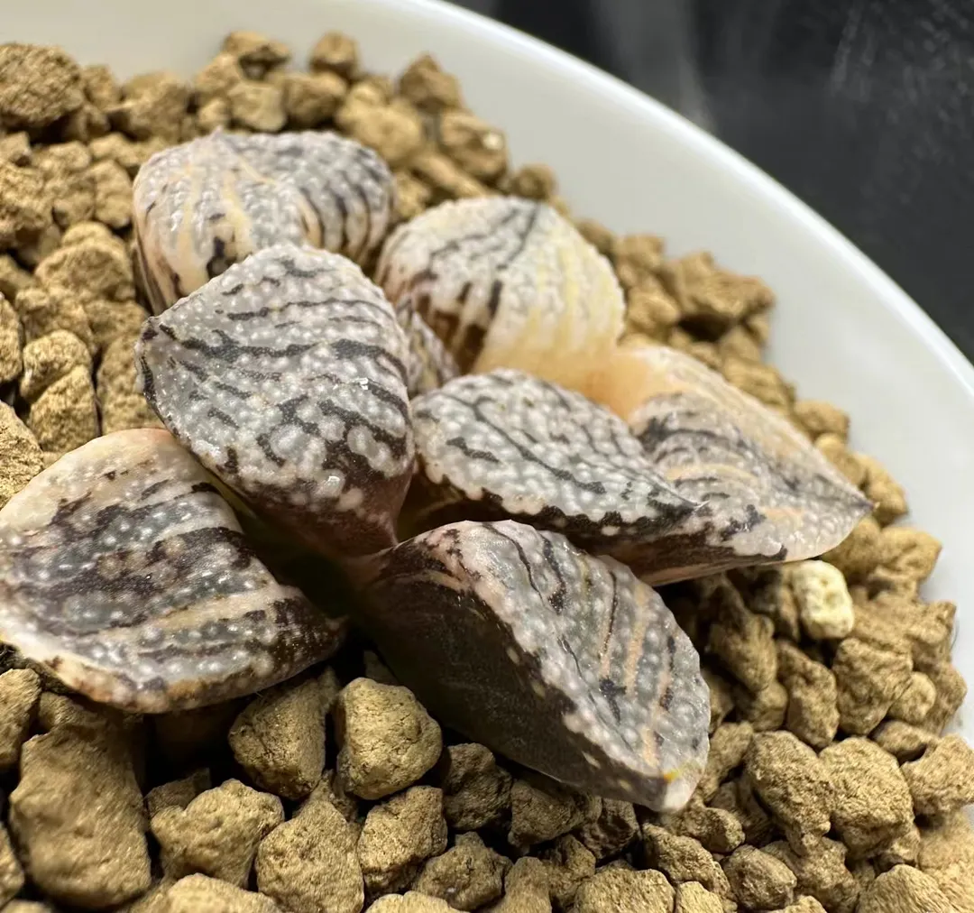 plant Aeonium Echeveria Haworthia  Caudex  Lithops Cactus  Agave 