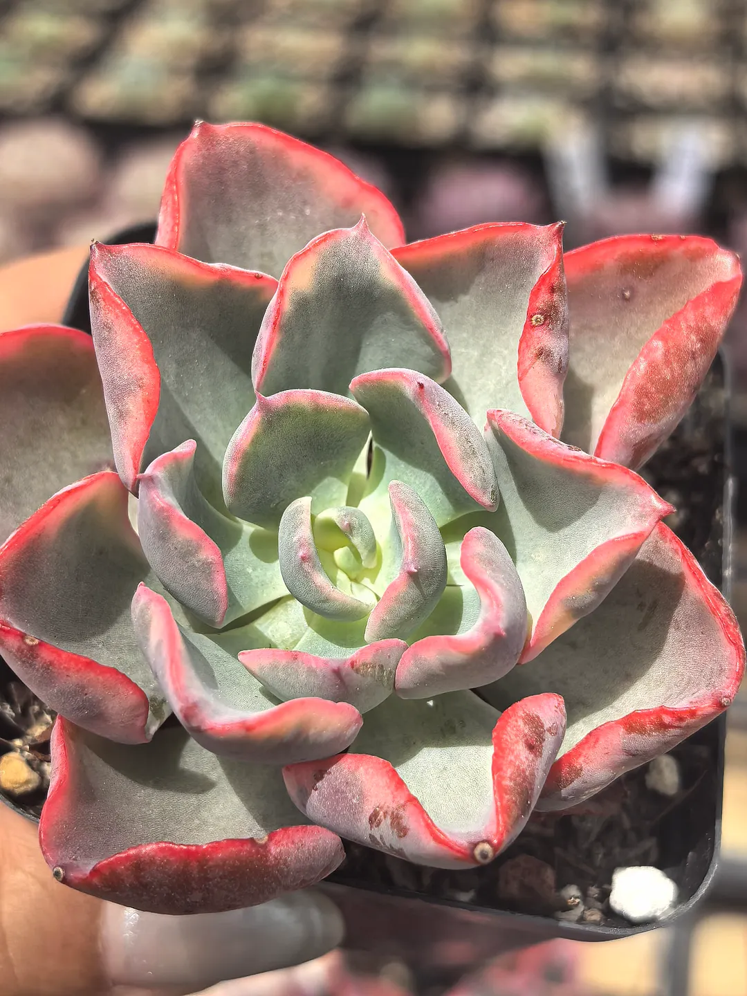 plant Aeonium Echeveria Haworthia  Caudex  Lithops Cactus  Agave 
