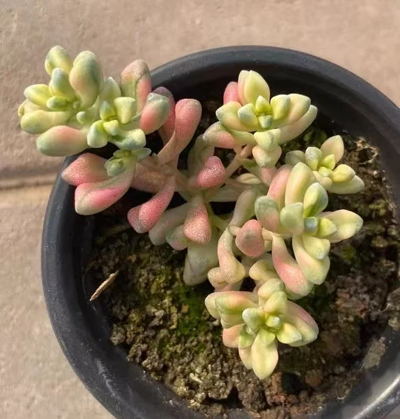 plant Aeonium Echeveria Haworthia  Caudex  Lithops Cactus  Agave 