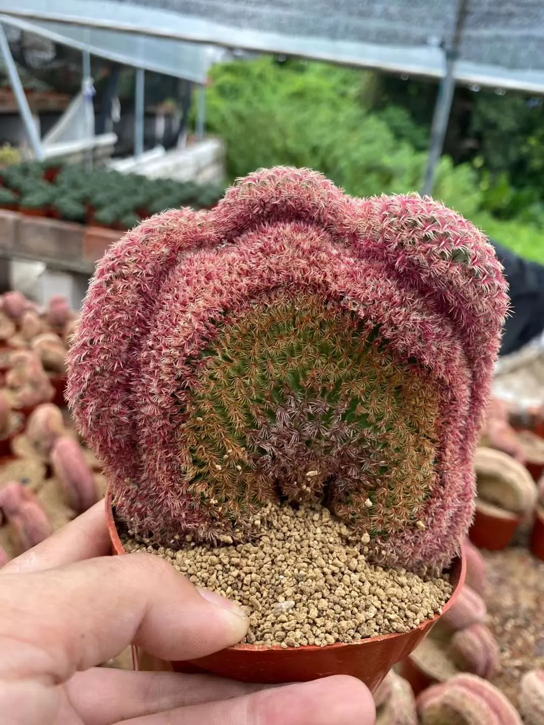 plant Aeonium Echeveria Haworthia  Caudex  Lithops Cactus  Agave 